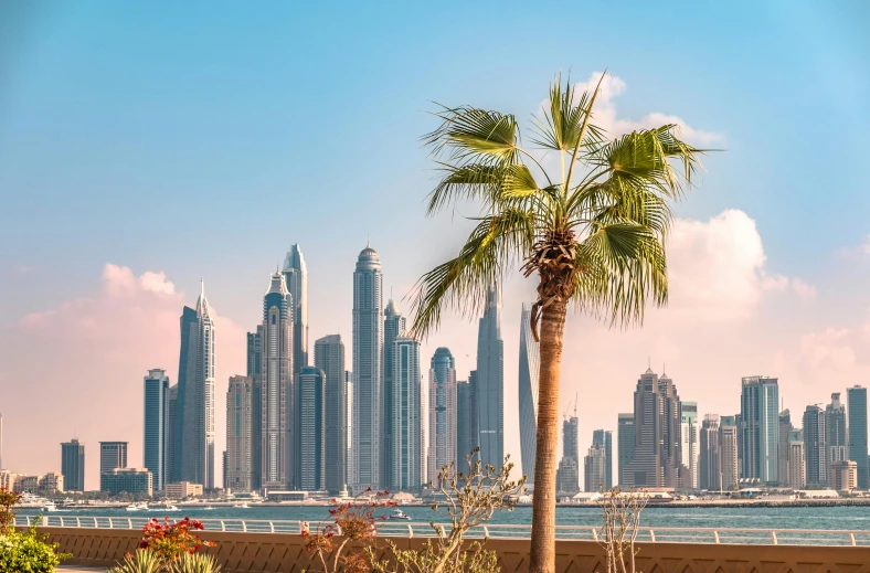 a palm tree standing in front of a large city skyline