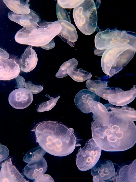 a bunch of jellyfish swimming in the ocean