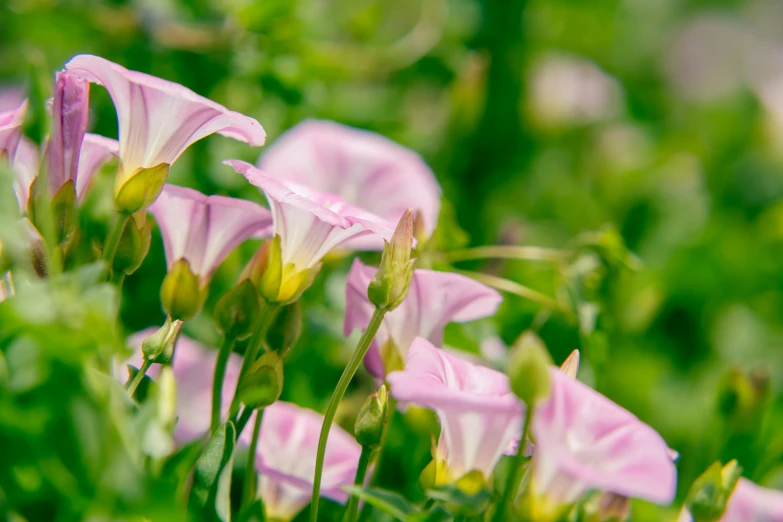 a bunch of pink flowers with yellow stamen