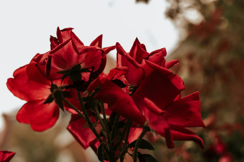 a red rose that is sitting outside by some buildings