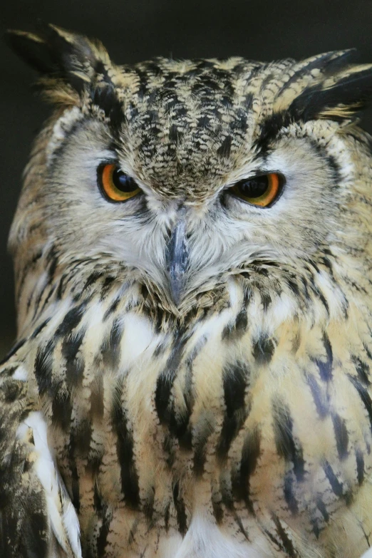 a owl sitting down with its eyes open