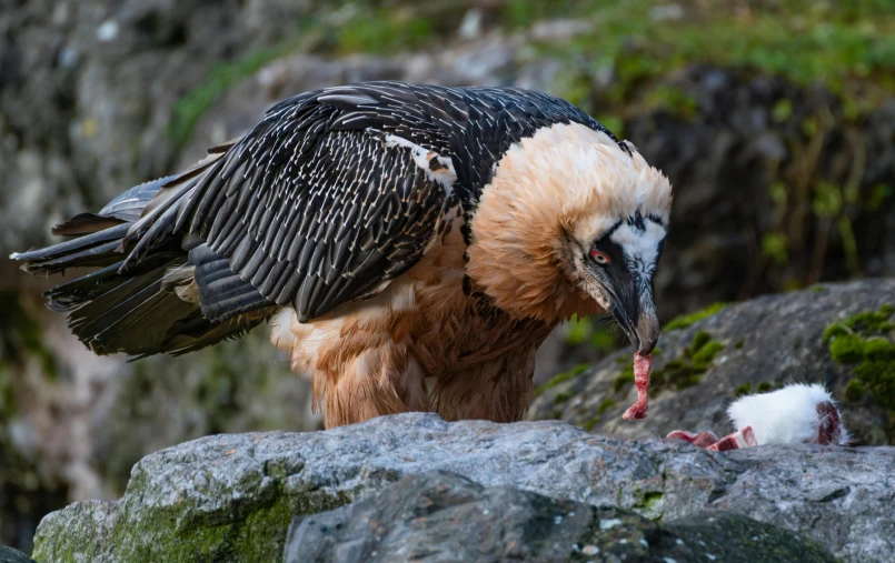 a close up of a bird on a rock