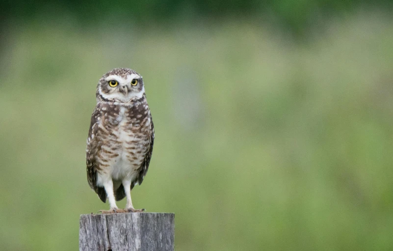 an owl sitting on a wooden pole with a green background