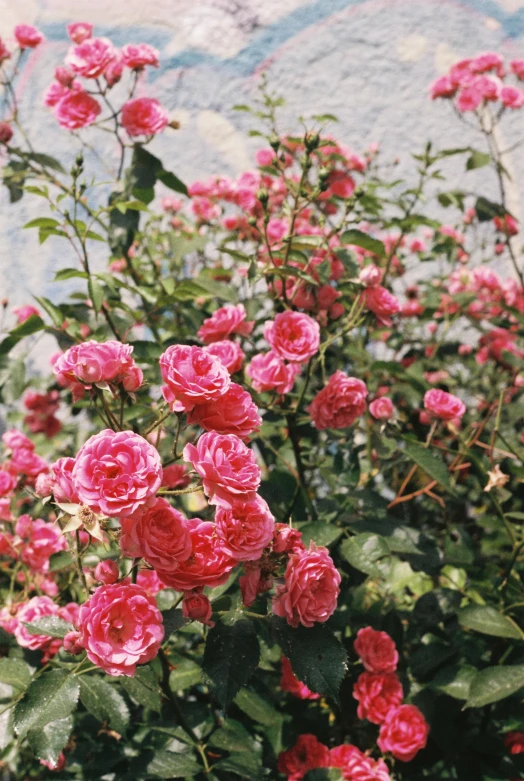 red flowers are growing in a pot next to the wall