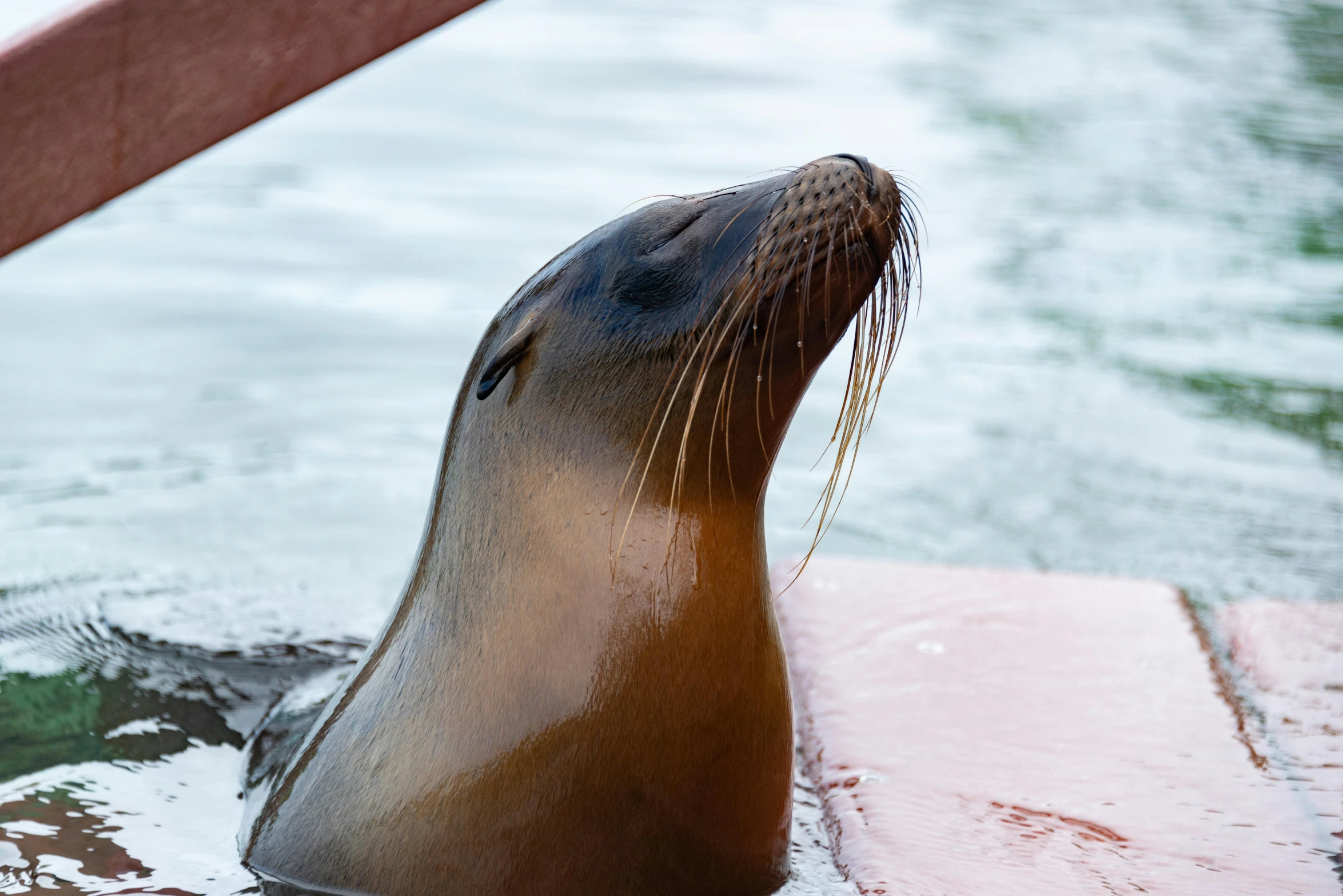 a seal with its head over the water