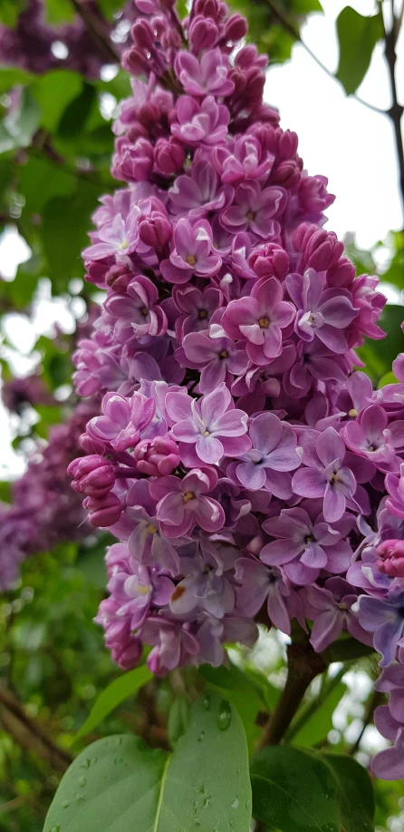 a close - up of the blossoms of lilacs