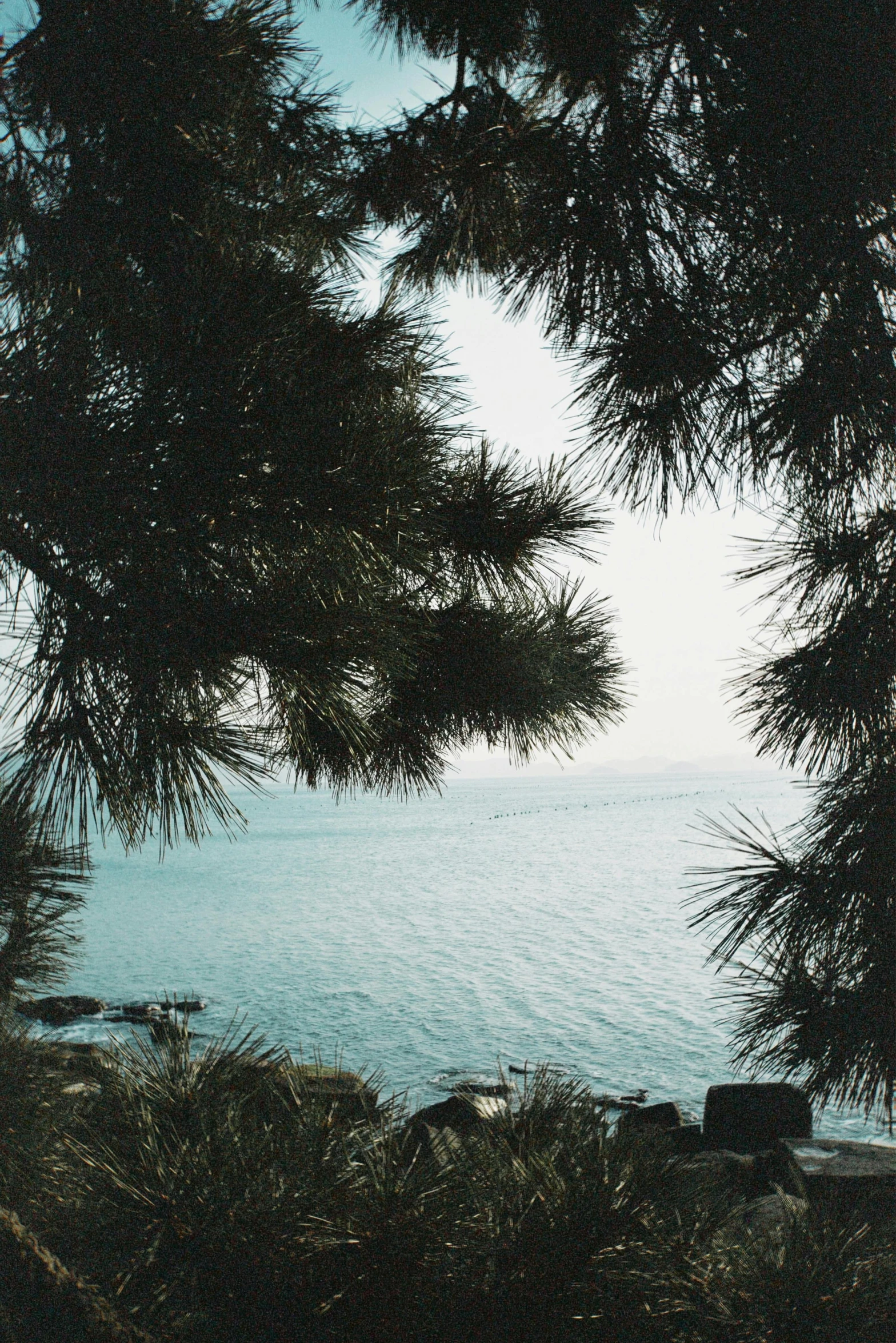 a bench between two trees overlooking a body of water