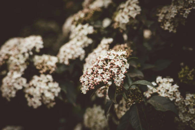 several white flowers near each other and a brown nch