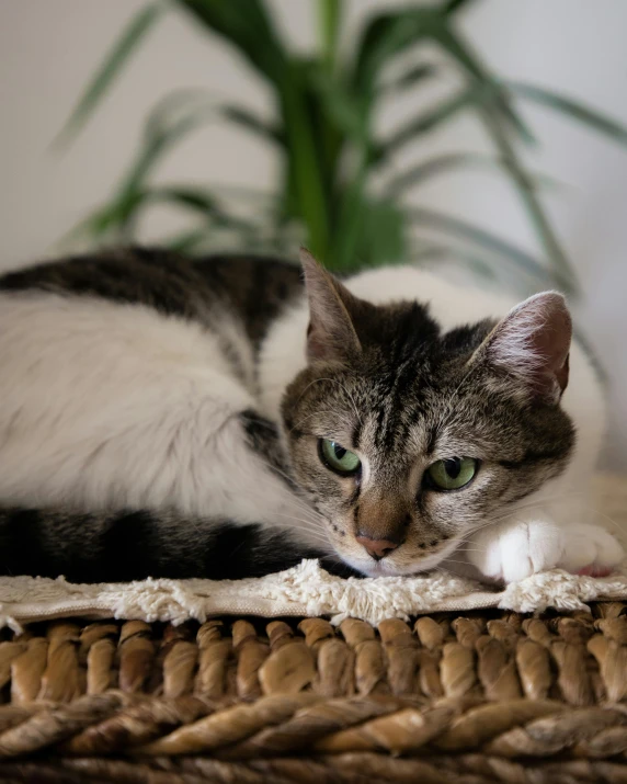 a grey and white cat is laying down by a plant