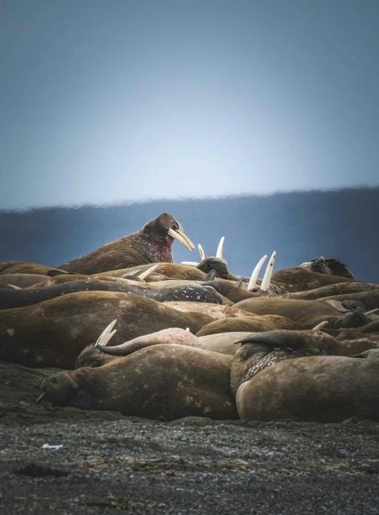 sea lions lying and laying on the beach