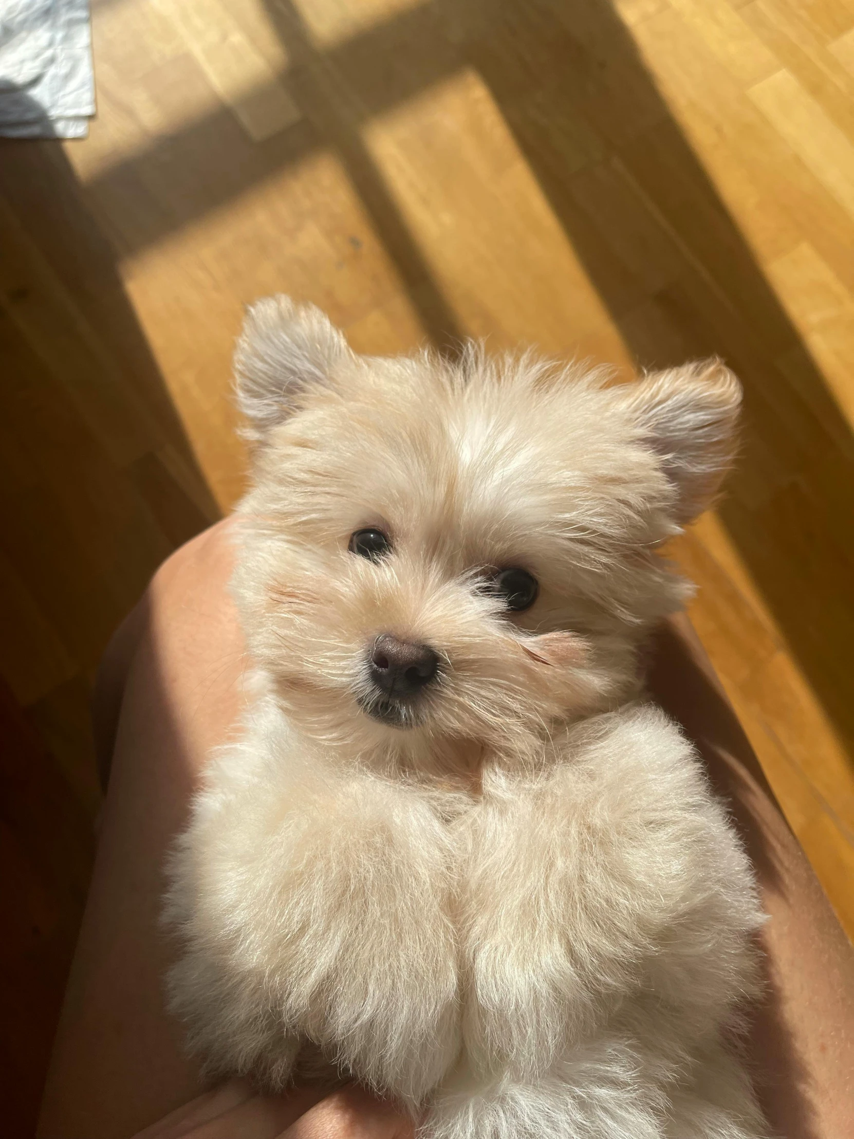 small white dog sitting in persons hand on wooden floor