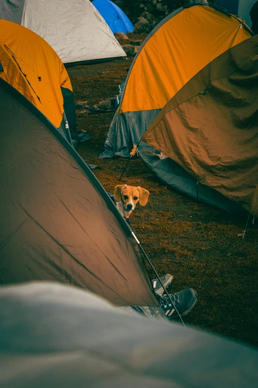 small dog peeking from inside a tent next to tents