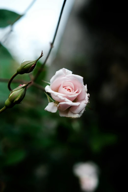a rose that is blooming outside in a garden