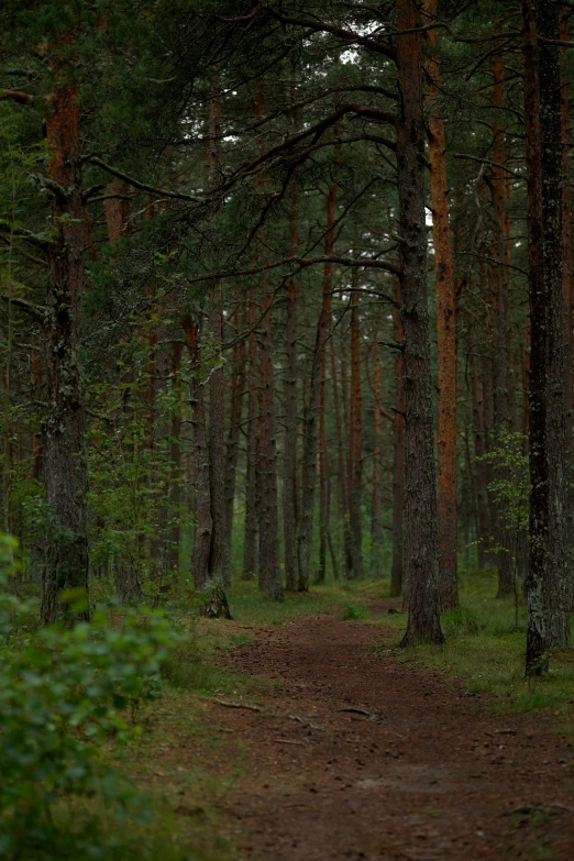 the path leads through a forrest of tall trees