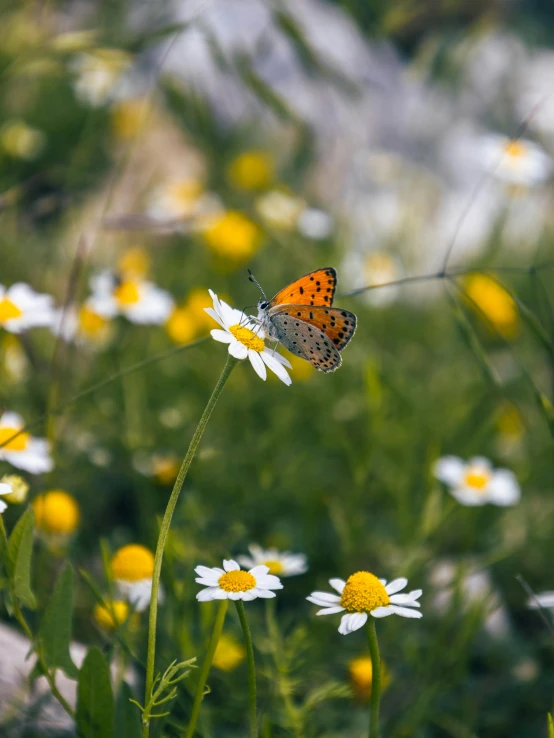 a erfly perched on the tip of a daisy