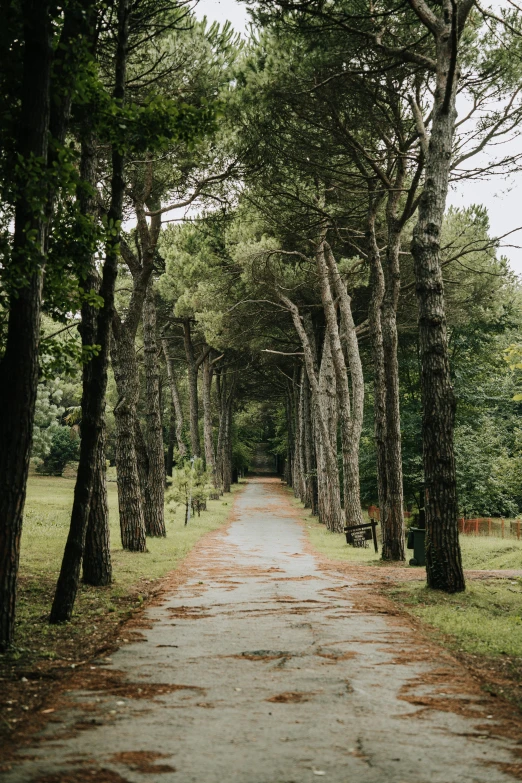 there are many tall trees next to a path