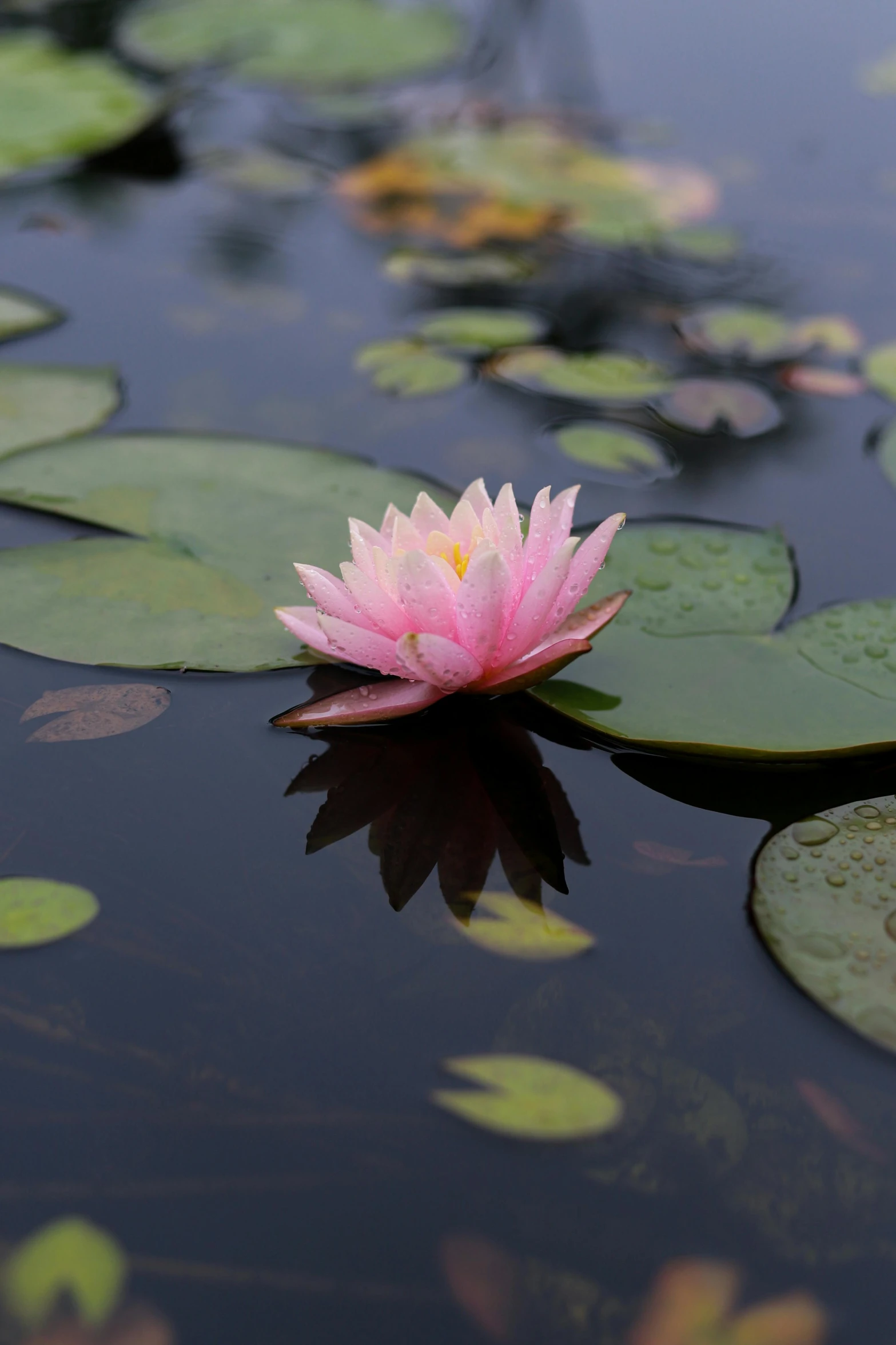 a pink flower is floating on a lake