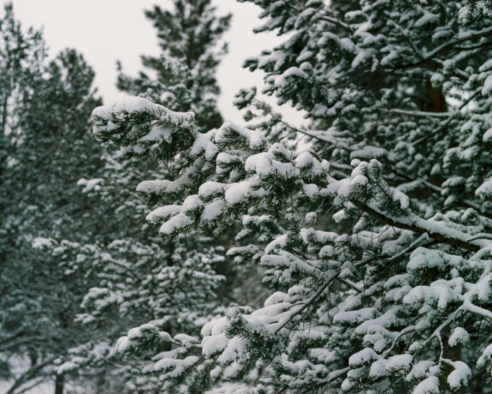 pine trees with snow on their tops stand against a white sky