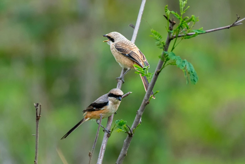 two small birds sit on a nch with some green leaves