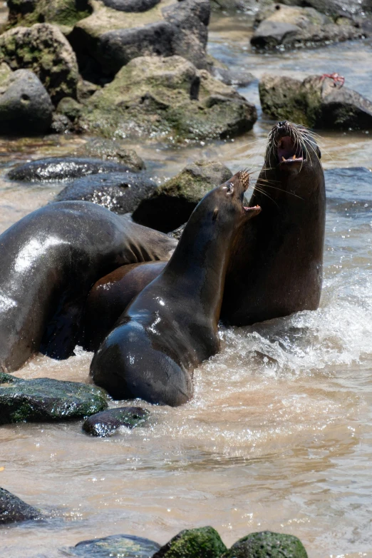 two gray sealions play in the water near large rocks