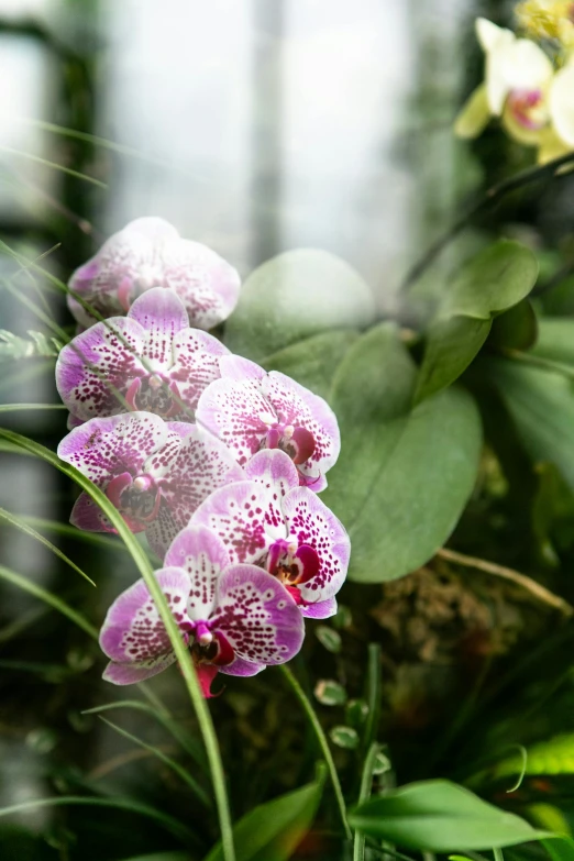 two flowers are next to each other and one is pink and white