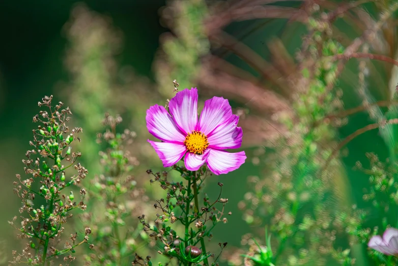 a purple flower in the middle of green grass