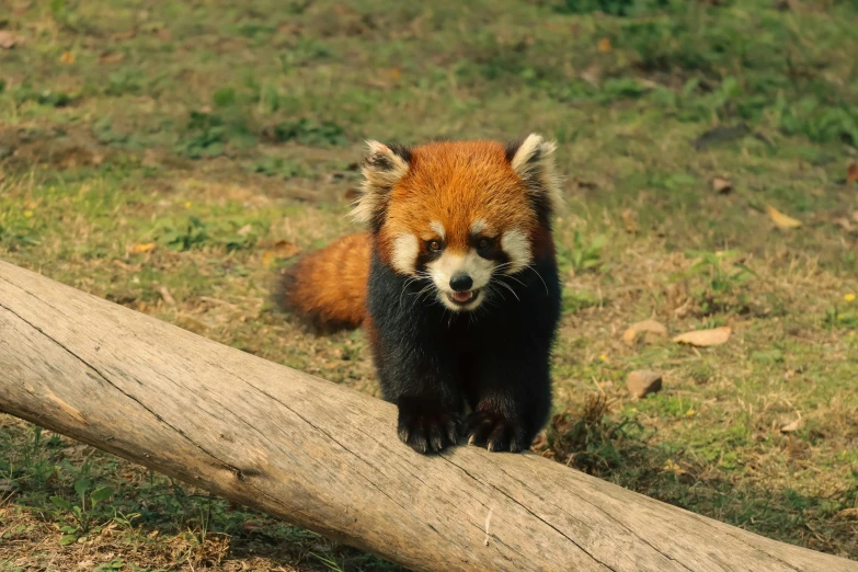 a red panda bear walking on top of a wooden log