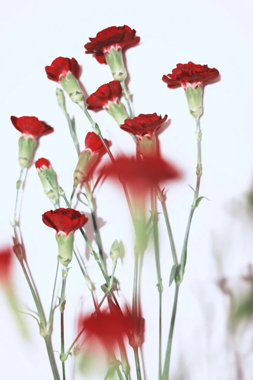 red flowered plants with green stems are shown in a pograph