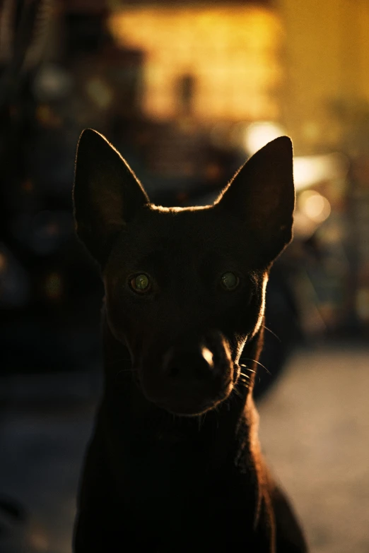 a dog sits on the sidewalk near cars