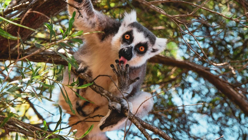 a monkey sitting on a tree limb with its front paws up