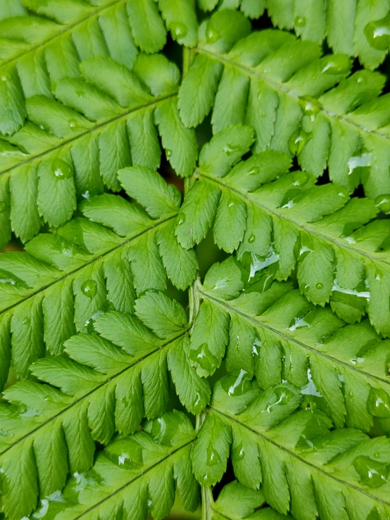 some very pretty green leaves with water droplets