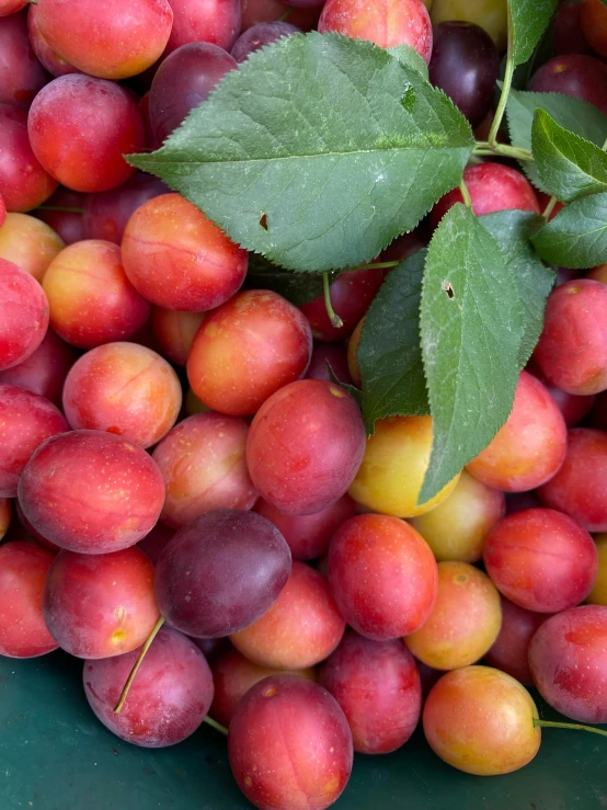 a close up s of the fruit as it rests on a table