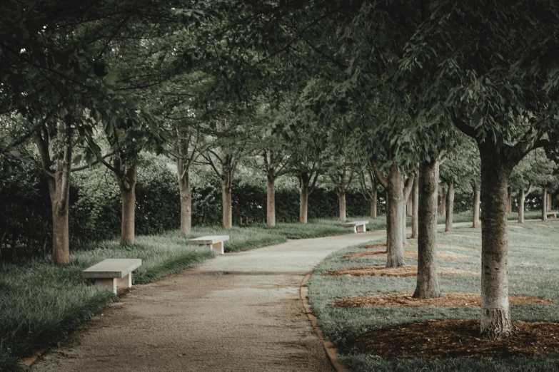 a walkway in the middle of a park