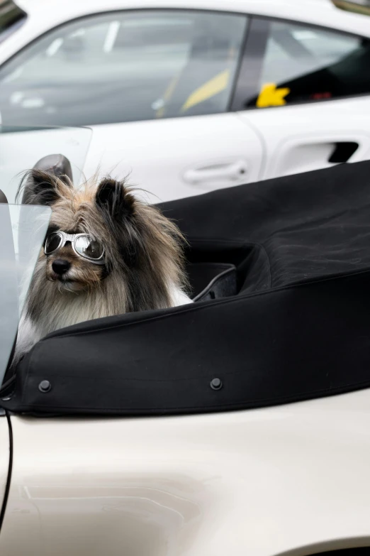 a furry dog that is sitting in the back of a car