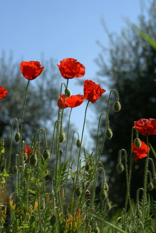 some red flowers are in the tall grass