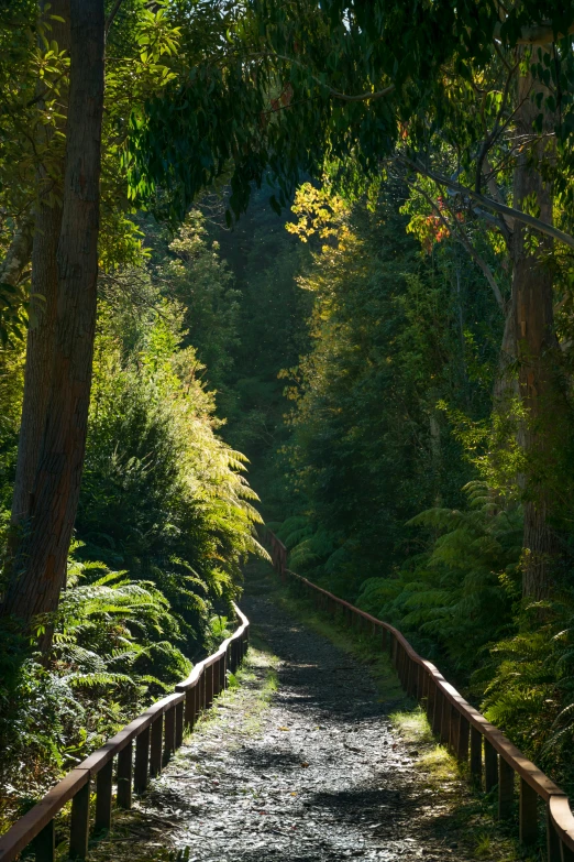 the sun shines on the path through the woods