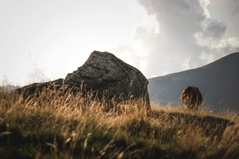 the lion is standing in an open area with a rock