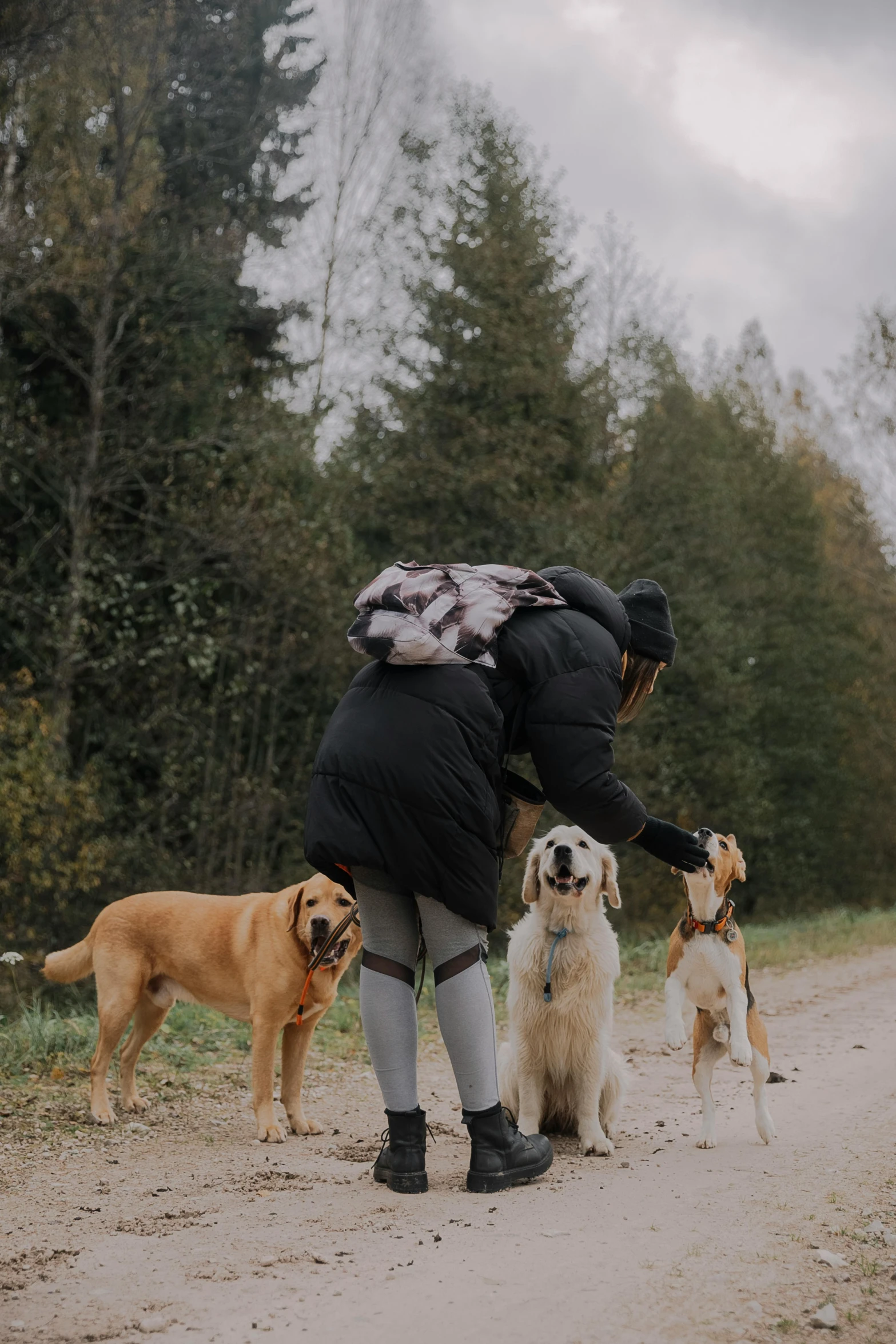 two dogs are walking along a man on a dirt road