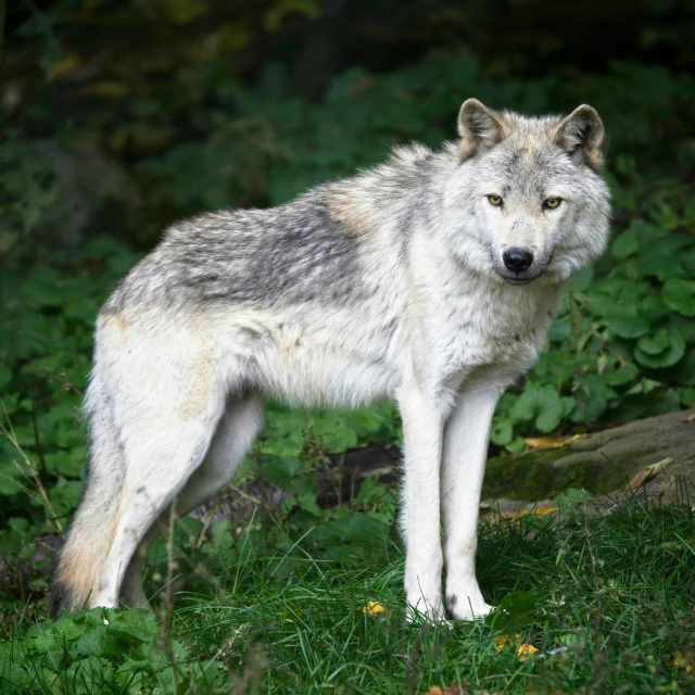 a wolf standing in grass looking out in the distance