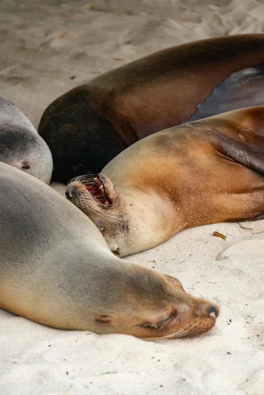 two seals sleeping in the sand on the beach