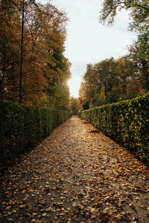 a road that has fallen leaves on it