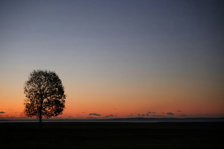 a lone tree at sunset near the ocean