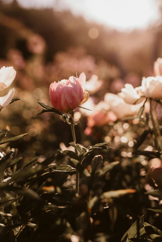 flowers are in the sun coming from behind