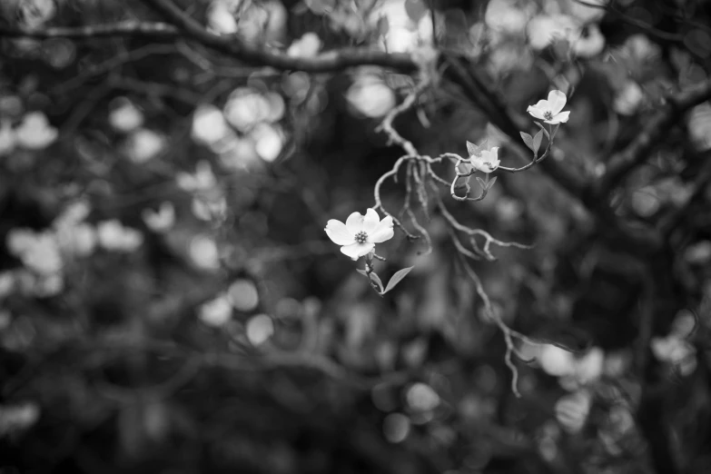 black and white po of the nches of a flowered tree