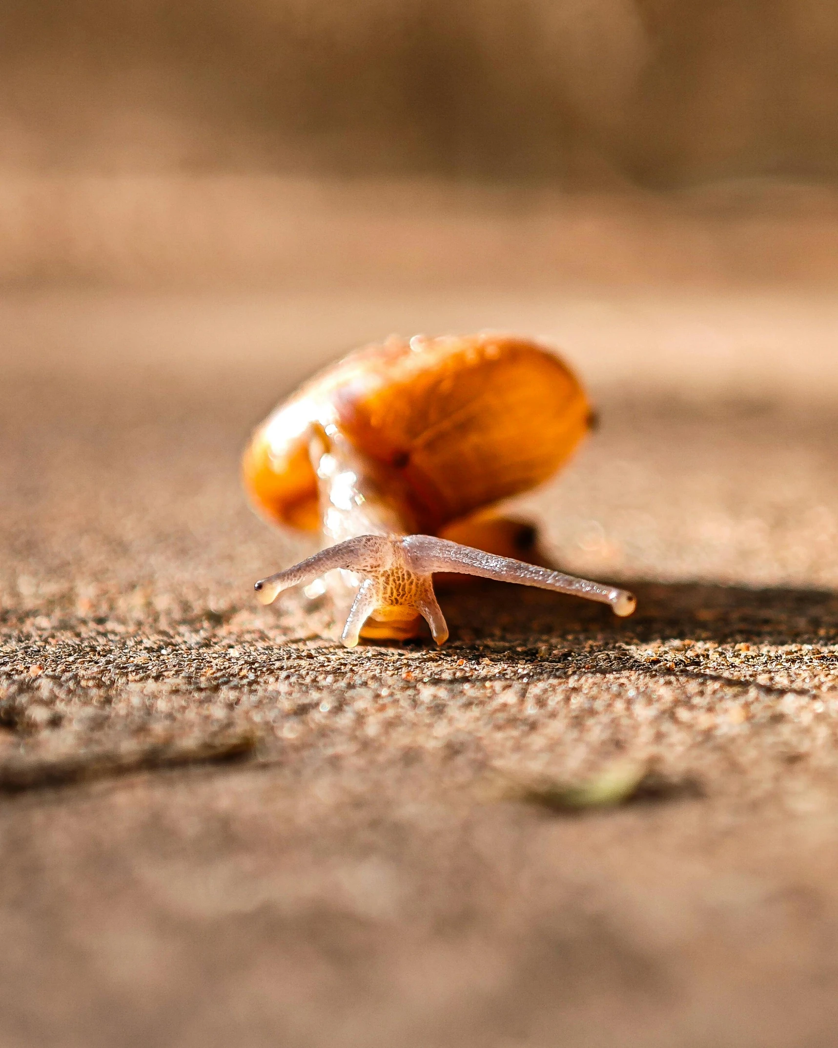 there is a snail that is standing in the road