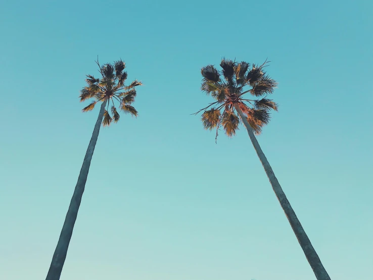 three palm trees towering into the sky