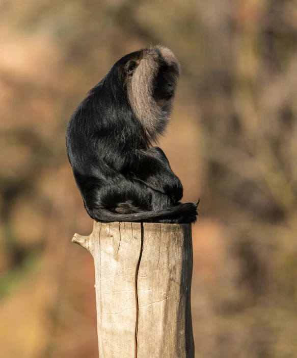 a small monkey sitting on top of a tree stump