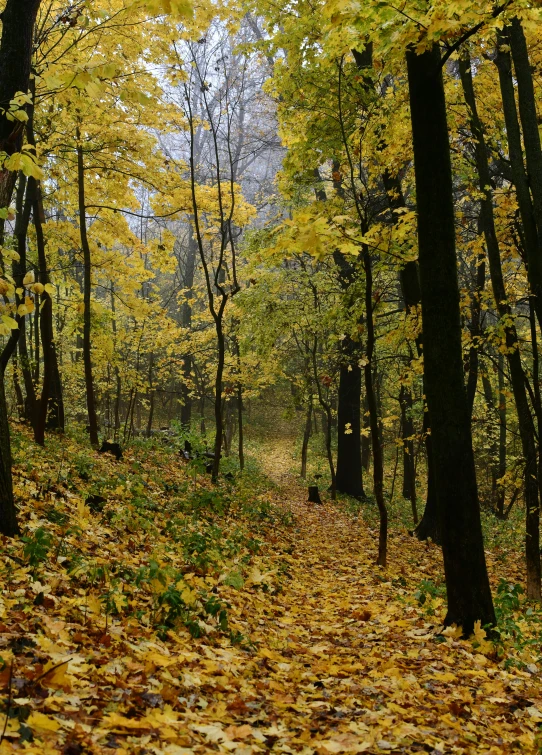 trees with yellow leaves in the park in autumn