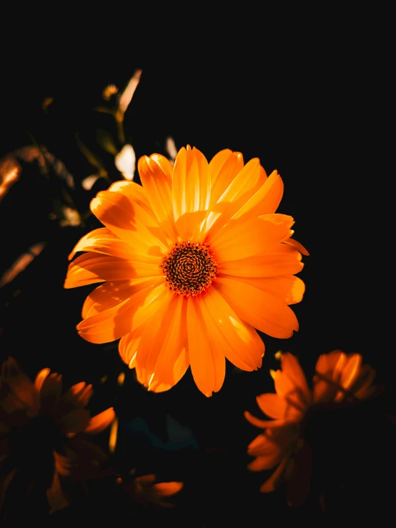 a close up s of a very pretty yellow flower