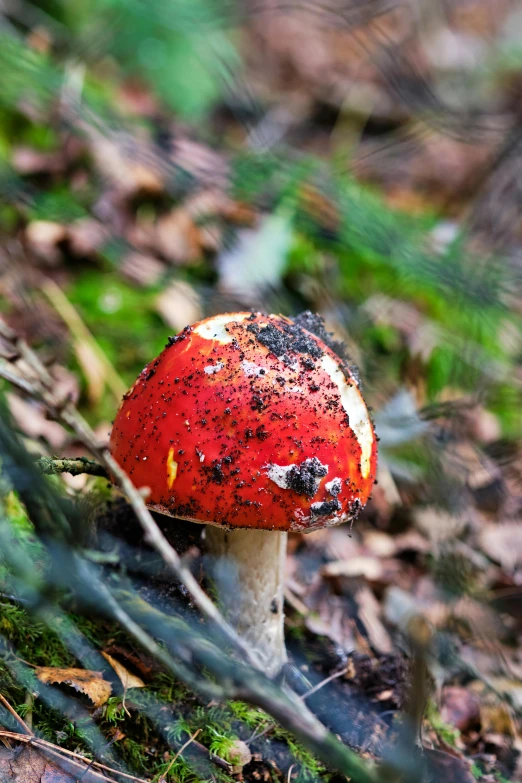 there is a small red mushroom on the ground